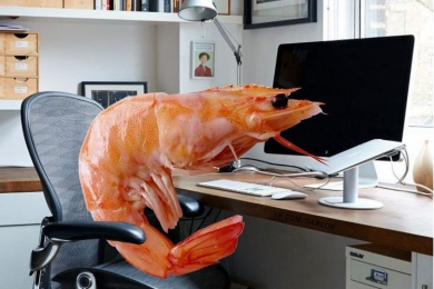 Креветка в кресле