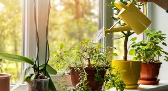 Український застосунок для догляду за квітами Plantin посів перше місце у своїй ніші в світі
